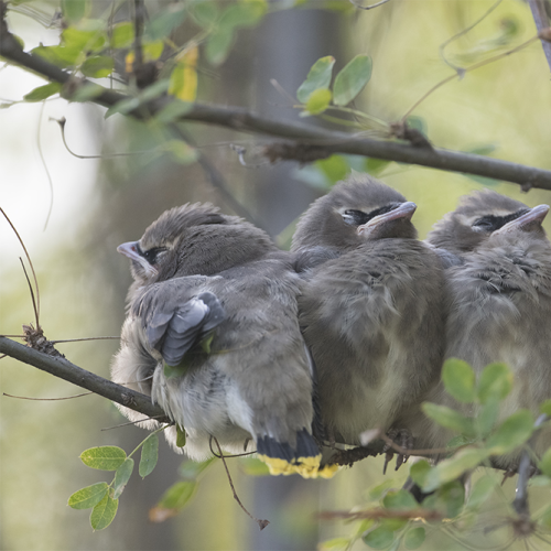 Cedar waxwings 1