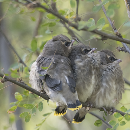 Cedar waxwings 2