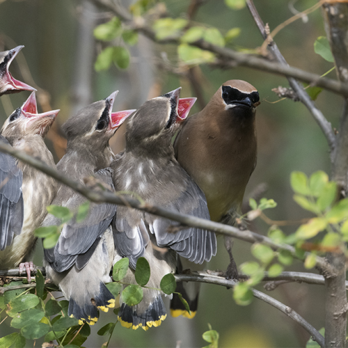 Cedar waxwings 3