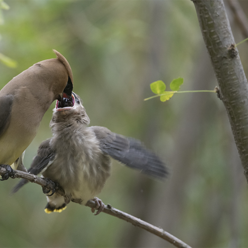 Cedar waxwings 3