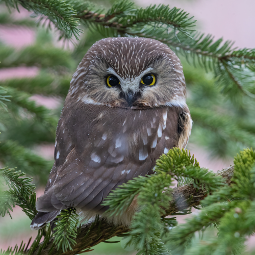 Northern Saw-whet Owl