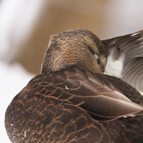 Pillow or feathers