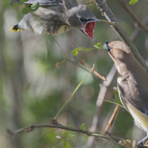 Cedar waxwings 5