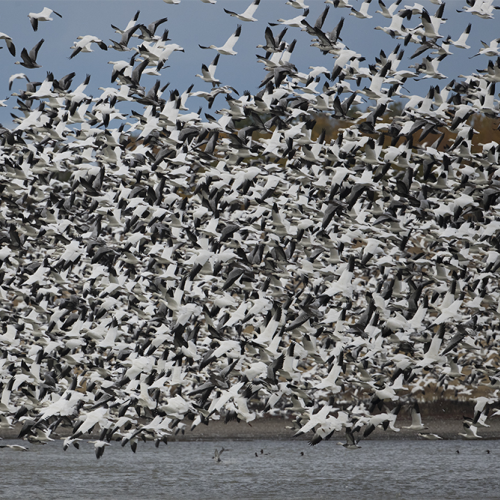 Snow geese 1