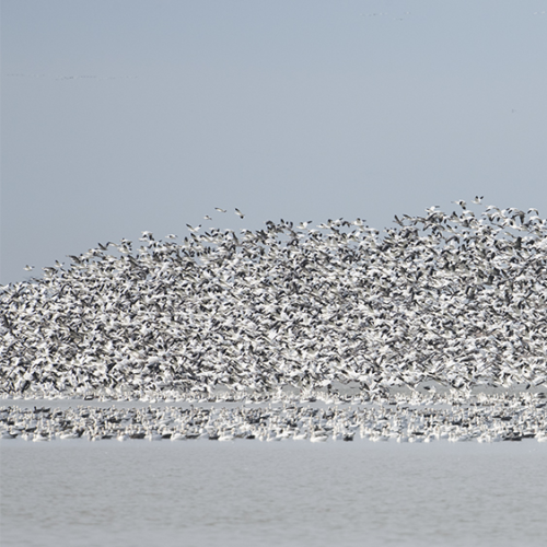 Snow geese 2