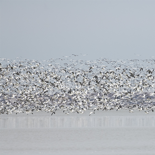 Snow geese 3