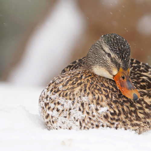 Winter spa