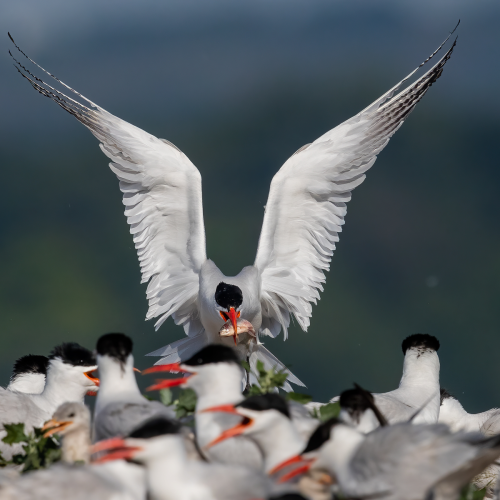 Caspian Tern