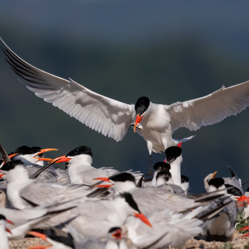 Caspian Tern