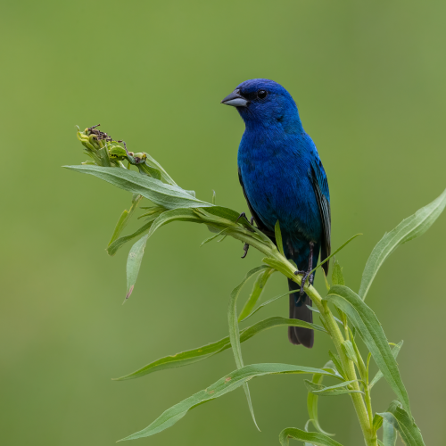 Indigo Bunting