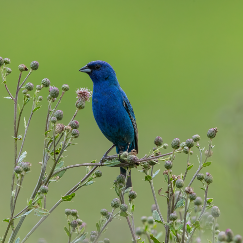Indigo Bunting