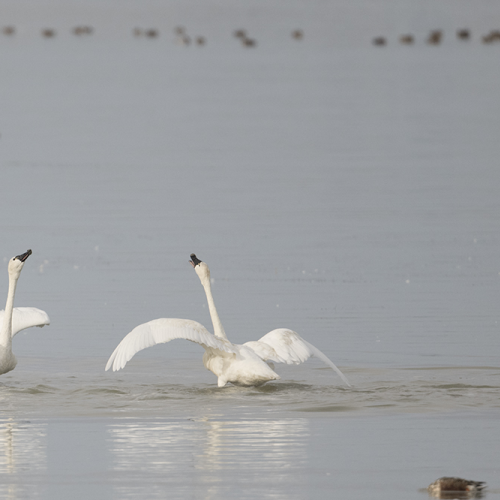 Tundra swan 1