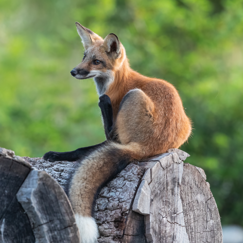 Red Fox