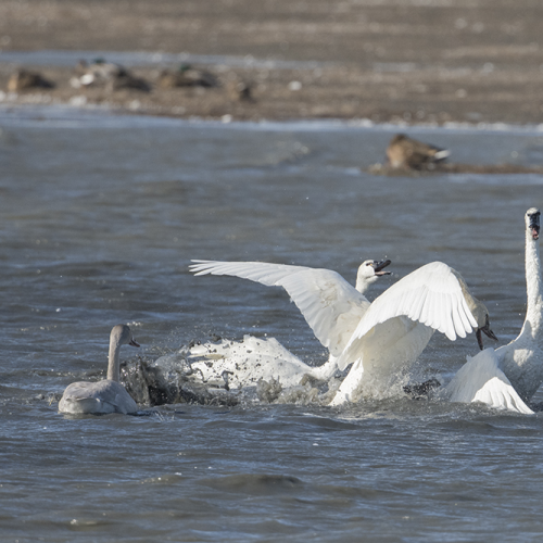 Tundra swan 3