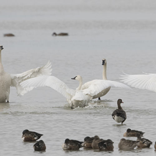 Tundra swan 4