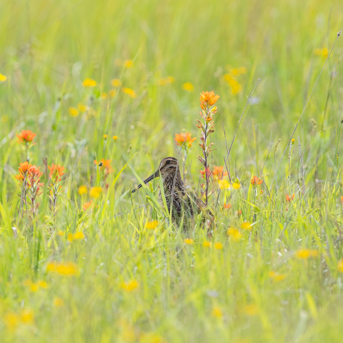 Wilson's Snipe
