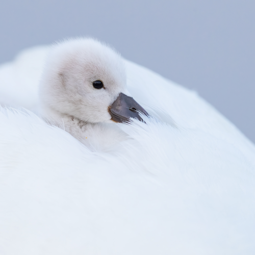 Mute Swan Sygnet