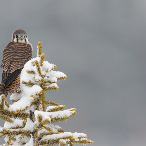 American Kestrel