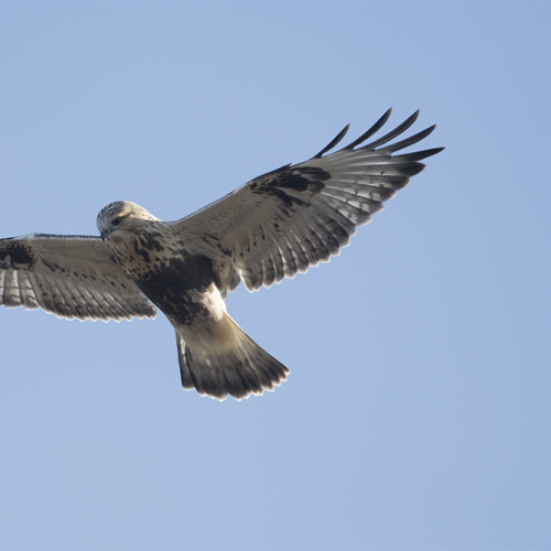 Rough-legged hawk