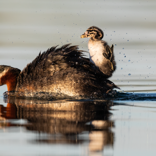 Red-necked Grebe