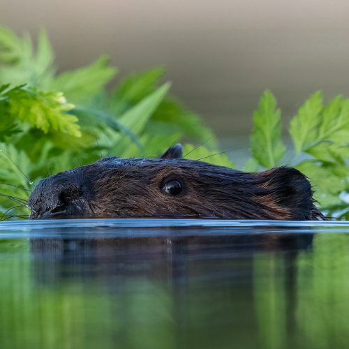 Beaver