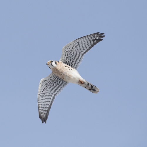 American kestrel