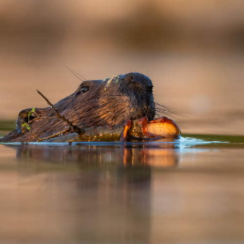 Beaver