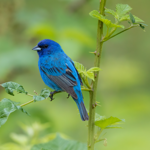 Indigo Bunting