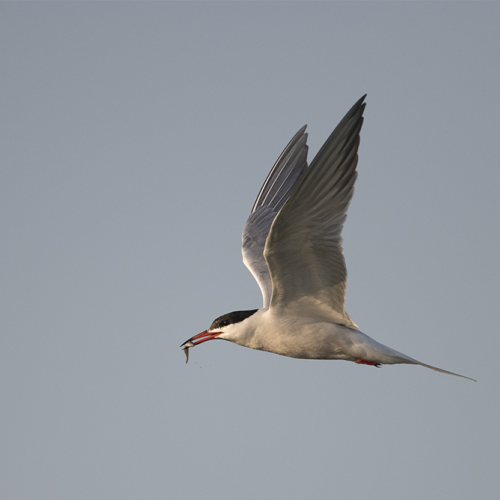 Forster’s tern