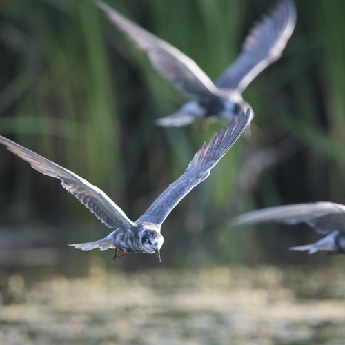 Black tern