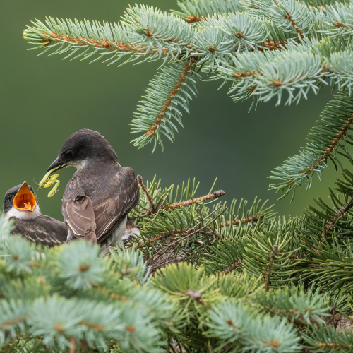 Eastern Kingbird