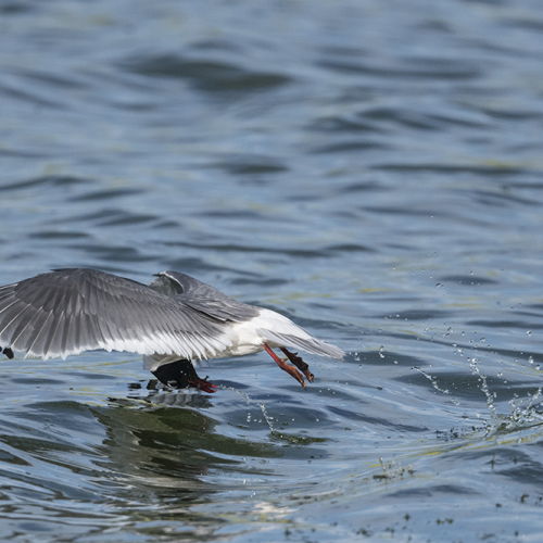 Franklin’s gull