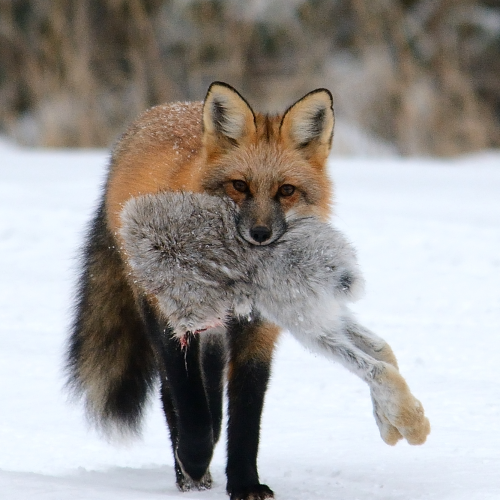 Proud fox