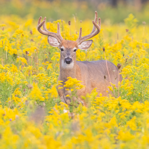 White-tailed Buck