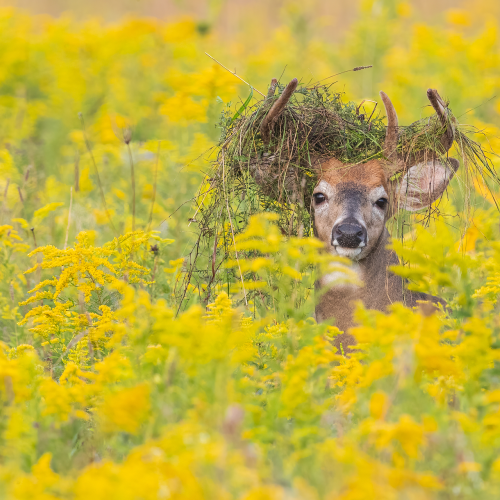 Natural Hat