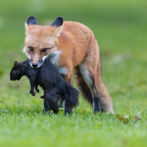 Red Fox with Squirrel
