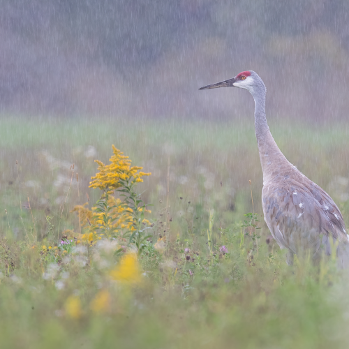 Sandhill Crane