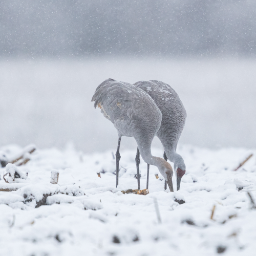 Sandhill Crane