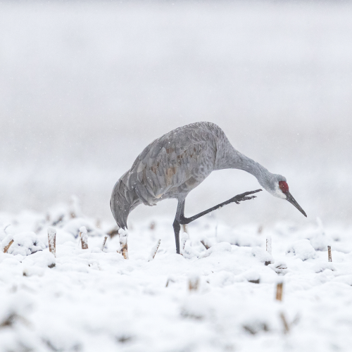 Sandhill Crane