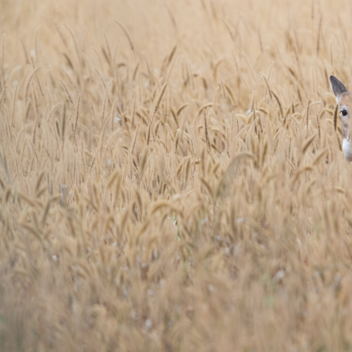 Peeking