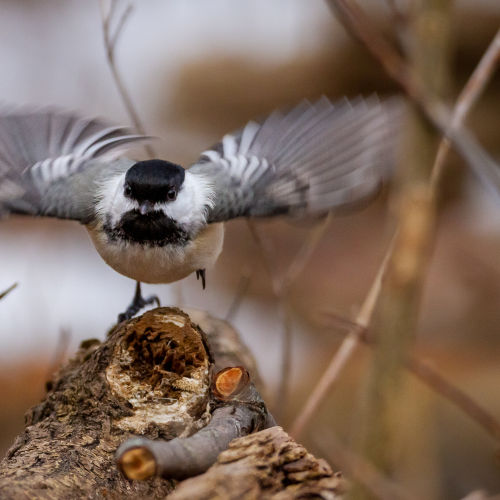 Takeoff