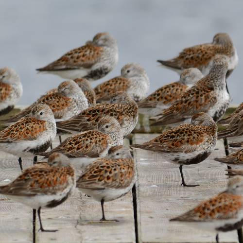 Resting Dunlins