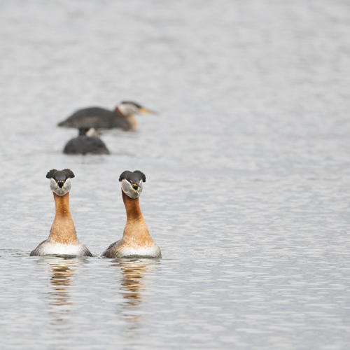 Red-necked grebes 1