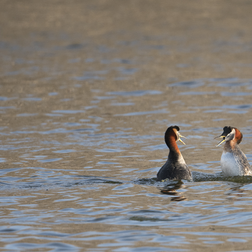 Red-necked grebes 2