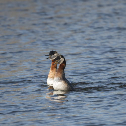 Red-necked grebes 3