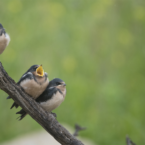 Barn Swallow young 1