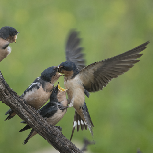 Barn Swallow young 2