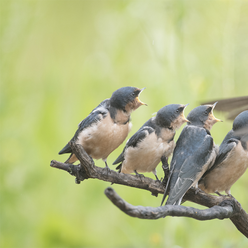 Barn Swallow young 3