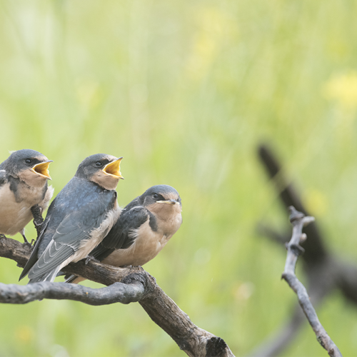 Barn Swallow young 4
