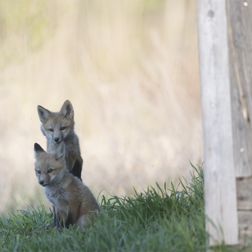 Fox family 1
